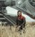 Andor
